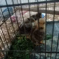 جوجه گیلینن و جوجه کاکلی