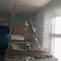 پرنده نیکشهر کوتوله و عروس هلندی