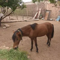اسب ترکمن