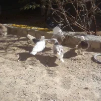 کبوتر و خرگوش|پرنده|زیباشهر, |دیوار