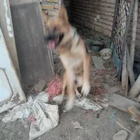 سگ ژرمن|سگ|تربت‌حیدریه, بالا ولایت|دیوار