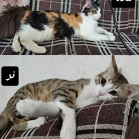 گربه