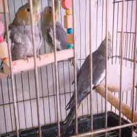 عروس هلندی|پرنده|گلپایگان, |دیوار