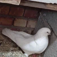 کبوتر بپر گوز آق دیمدیح|پرنده|شاهین دژ, |دیوار