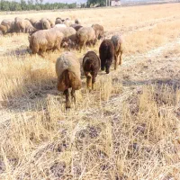 فروش نقدی|حیوانات مزرعه|رستم, |دیوار