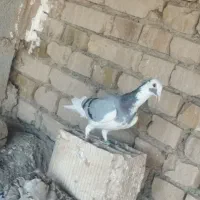 400|پرنده|جوین, |دیوار