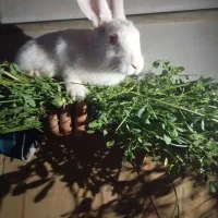 خرگوش سفید
