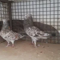 کبوتر کفتر سرور آتیشی کاکلی نر ماده