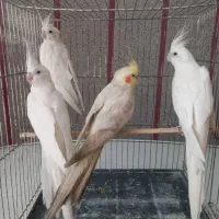 عروس هلندی از همه نژاد