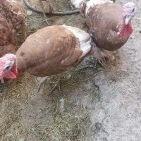 بوقلمون
