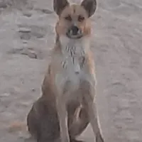 گمشده در اکرم اباد