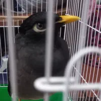معاوضه یا فروش