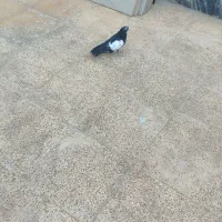 پرنده|پرنده|خرم‌آباد, |دیوار