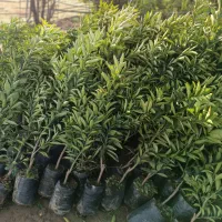 فروش انواع نهال مرکبات ۱۰۰ درصد تضمینی در رقم|خدمات باغبانی و درختکاری|قائم‌شهر, |دیوار