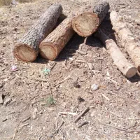 خرید و فروش نقدی  قطع و هرس درخت و چوب