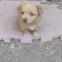 طوله شیتزو 2ماهه نر