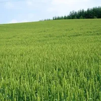 زمین کشاورزی