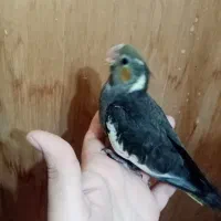 پرورش دهنده خانگی هستم /آماده همکاری