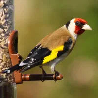 جوجه سهره|پرنده|قزوین, |دیوار