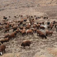 بره ماده شیشک|حیوانات مزرعه|زاغه, |دیوار