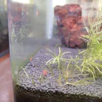 شریمپ|ماهی|شیراز, منطقه هوایی شهید دوران|دیوار