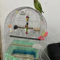 طوطی ملنگو رام|پرنده|مریوان, |دیوار