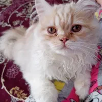 گربه بریتیش اسکاتیش ۷ماهه