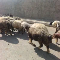 میش ترکی