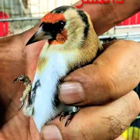 جوجه سهره|پرنده|تهران, اتابک|دیوار