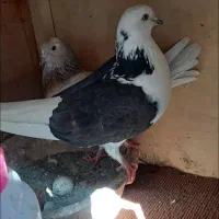 پرنده|پرنده|ساوه, |دیوار