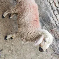 قوچ نر