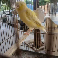 قناری ماده گلسر