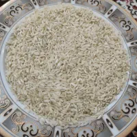 برنج کشت اول چمچمال