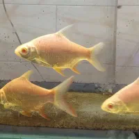 بارب حلب طلایی دم قرمز|ماهی|هشتگرد, شهرک راه آهن|دیوار