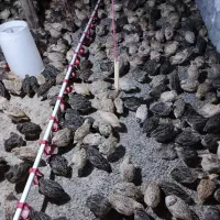 فروش جوجه بلدرچین و بالغ 15تومان