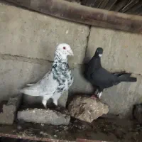 گلدن