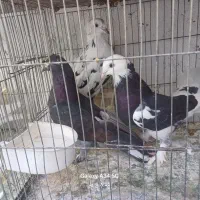 کبوتر|پرنده|تبریز, |دیوار