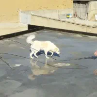 اشپیتز روباهی ۶ماهه شناسنامه دار واکسن خورده|سگ|ارسنجان, |دیوار