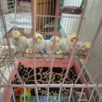 جونخ عروس هلندی یک ماهه سرلاکی دستی