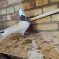 طوقی ماده  درج یک|پرنده|بندر ماهشهر, |دیوار