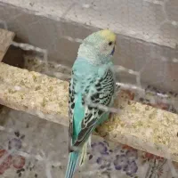 کفش|کفش و لباس بچه|تربت جام, شهید نصرالهی|دیوار