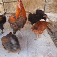 تعدادی مرغ محلی بفروش میرسد