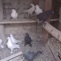 کبوتر|پرنده|تبریز, |دیوار