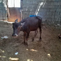 گوساله گاو میش نر