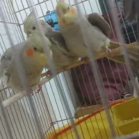 فروش سه عدد جوجه عروس هلندی دوماه