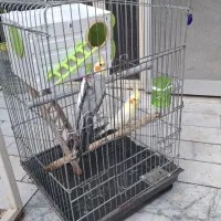 عروس هلندی سینامون .لوتینو.اسبق