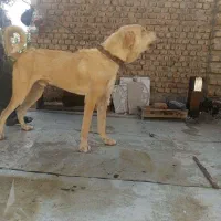 سگ پژدر