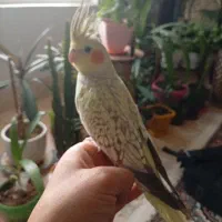 عروس هلندی ماده مولد۱۴۰۰|پرنده|کرمان, |دیوار