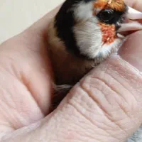 سهره تازصاف ۳سال