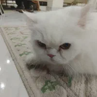 گربه پرشین ماده برای جفت گیری 8 ماهه